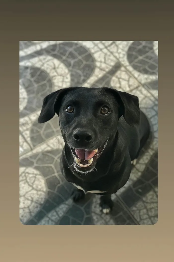 Cachorro ra a SRD-ViraLata idade 2 anos nome Ravena