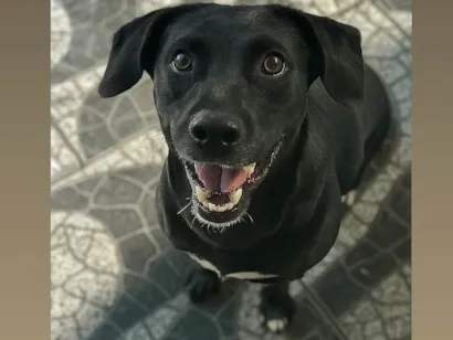 Cachorro raça SRD-ViraLata idade 2 anos nome Ravena