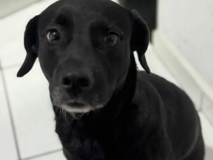 Cachorro ra a SRD-ViraLata idade 2 anos nome Ravena