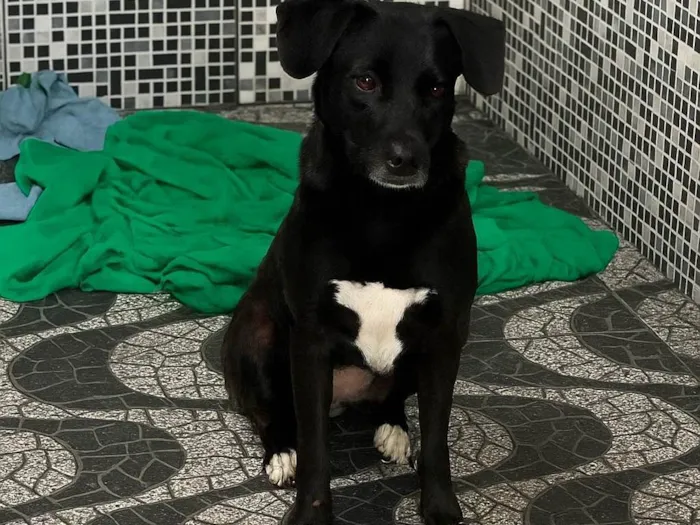 Cachorro ra a SRD-ViraLata idade 2 anos nome Ravena