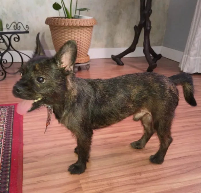 Cachorro raça SRD-ViraLata idade 1 ano nome Pretinho