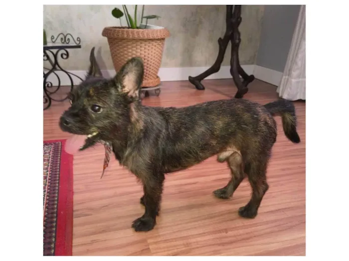 Cachorro raça SRD-ViraLata idade 1 ano nome Pretinho