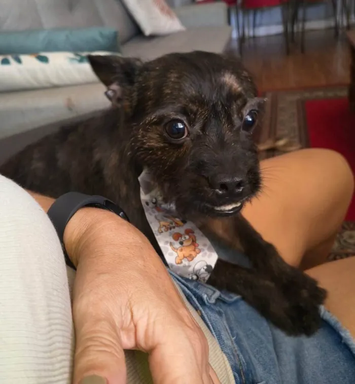 Cachorro raça SRD-ViraLata idade 1 ano nome Pretinho