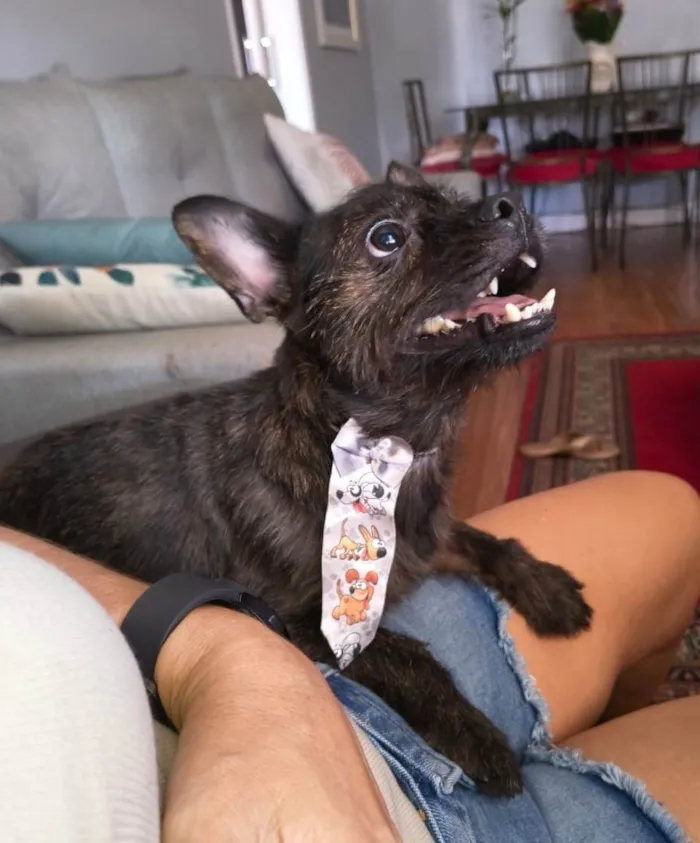 Cachorro raça SRD-ViraLata idade 1 ano nome Pretinho