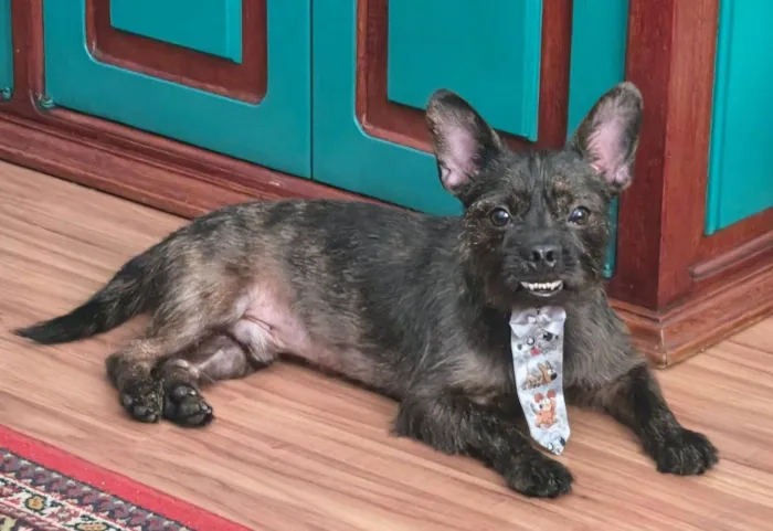 Cachorro raça SRD-ViraLata idade 1 ano nome Pretinho