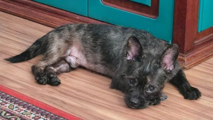 Cachorro raça SRD-ViraLata idade 1 ano nome Pretinho