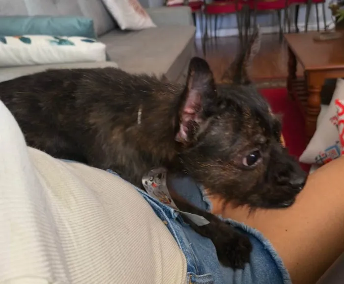 Cachorro raça SRD-ViraLata idade 1 ano nome Pretinho