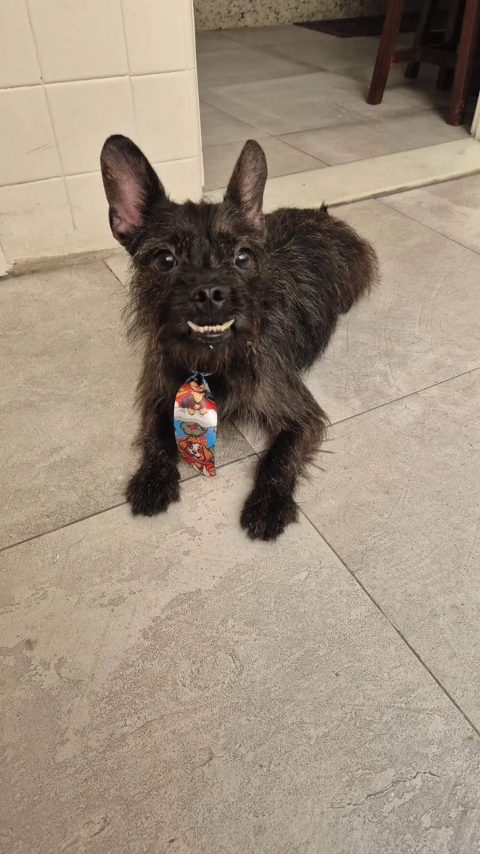 Cachorro raça SRD-ViraLata idade 1 ano nome Pretinho