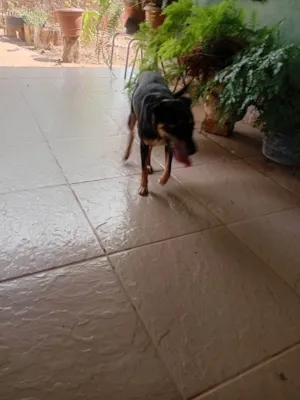 Cachorro raça SRD-ViraLata idade 7 a 11 meses nome Ninja