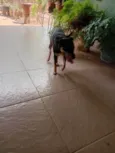 Ninja