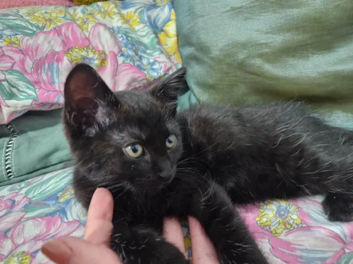 Gato ra a SRD-ViraLata idade 2 a 6 meses nome Zezinho
