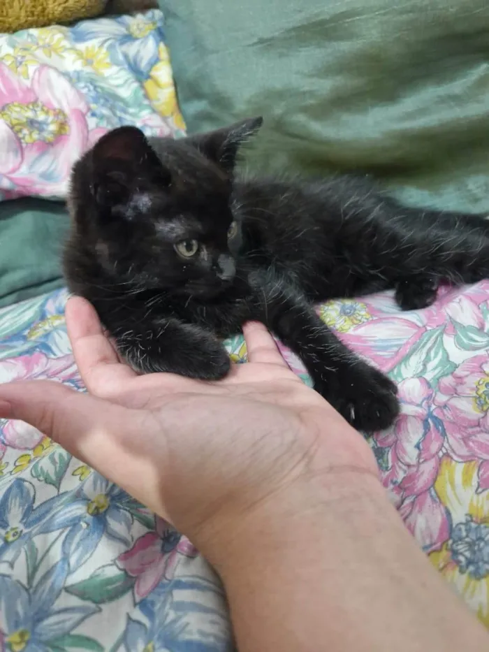 Gato ra a SRD-ViraLata idade 2 a 6 meses nome Zezinho