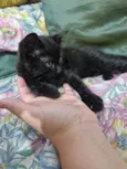 Zezinho