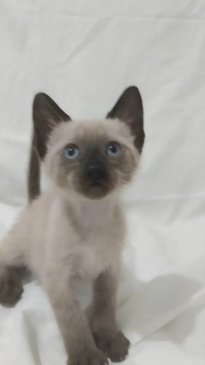 Gato ra a SRD-ViraLata idade Abaixo de 2 meses nome Léo 