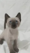 Léo