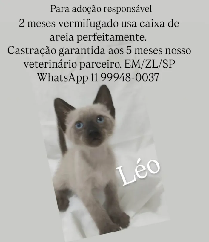 Gato ra a SRD-ViraLata idade Abaixo de 2 meses nome Léo 