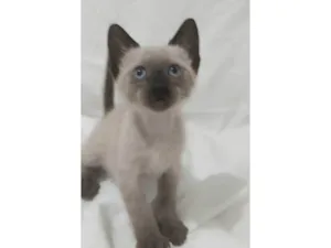 Gato raça SRD-ViraLata idade Abaixo de 2 meses nome Léo 