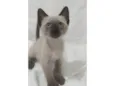 Léo