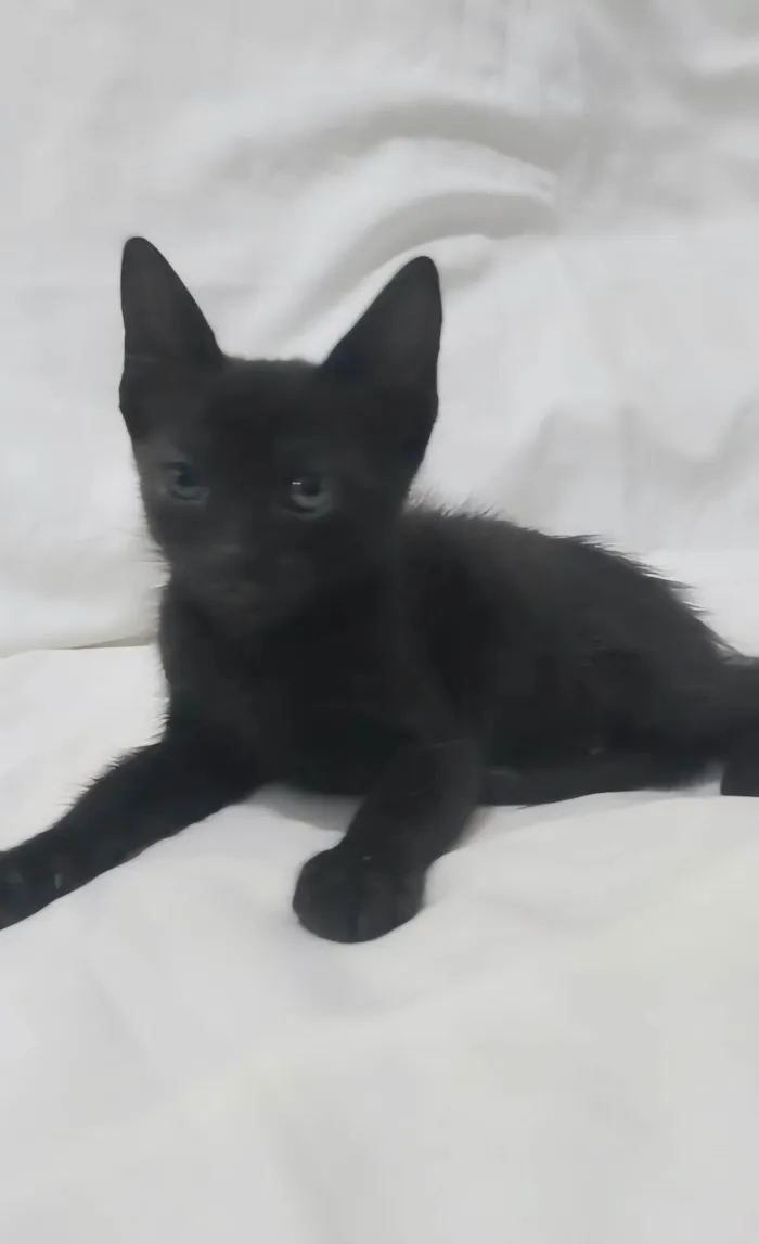 Gato ra a SRD-ViraLata idade Abaixo de 2 meses nome Odin