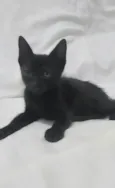 Odin