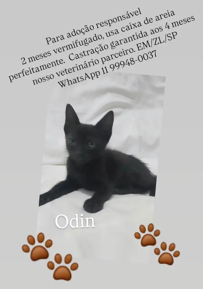 Gato ra a SRD-ViraLata idade Abaixo de 2 meses nome Odin