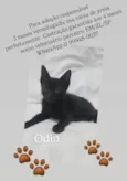 Odin