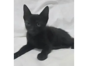 Gato raça SRD-ViraLata idade Abaixo de 2 meses nome Odin