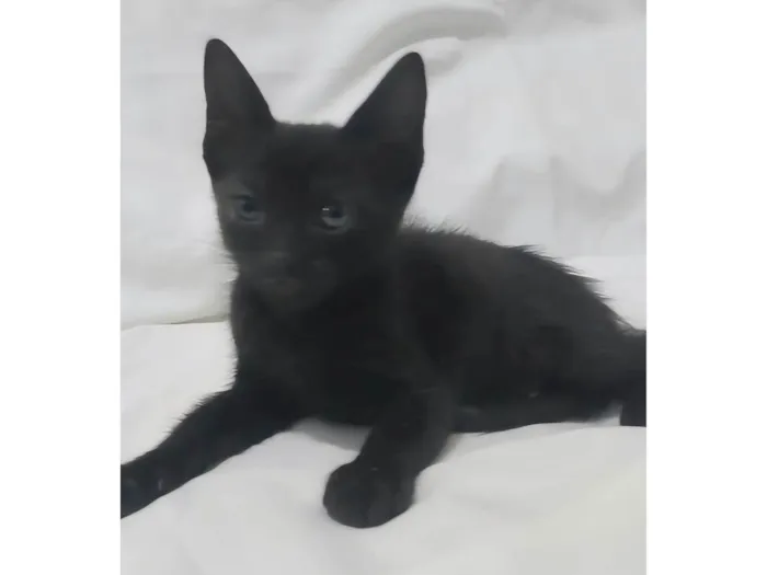 Gato ra a SRD-ViraLata idade Abaixo de 2 meses nome Odin