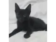 Odin