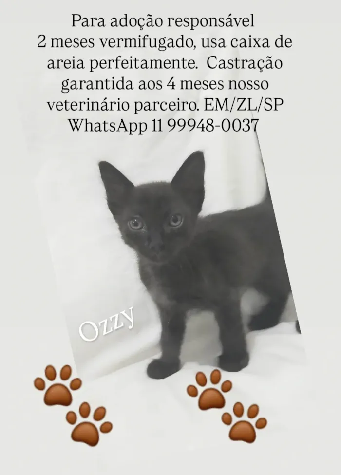 Gato ra a SRD-ViraLata idade Abaixo de 2 meses nome Ozzy