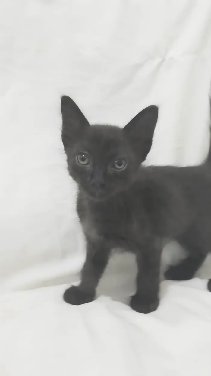 Gato ra a SRD-ViraLata idade Abaixo de 2 meses nome Ozzy