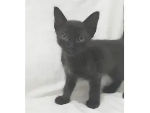 Gato raça SRD-ViraLata idade Abaixo de 2 meses nome Ozzy