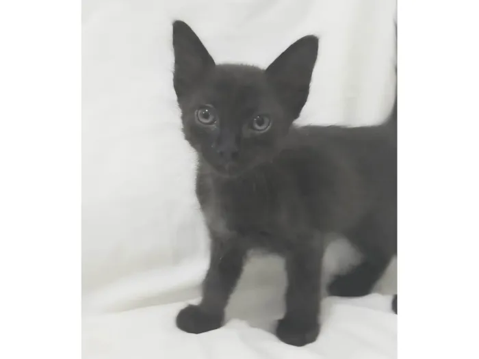 Gato ra a SRD-ViraLata idade Abaixo de 2 meses nome Ozzy