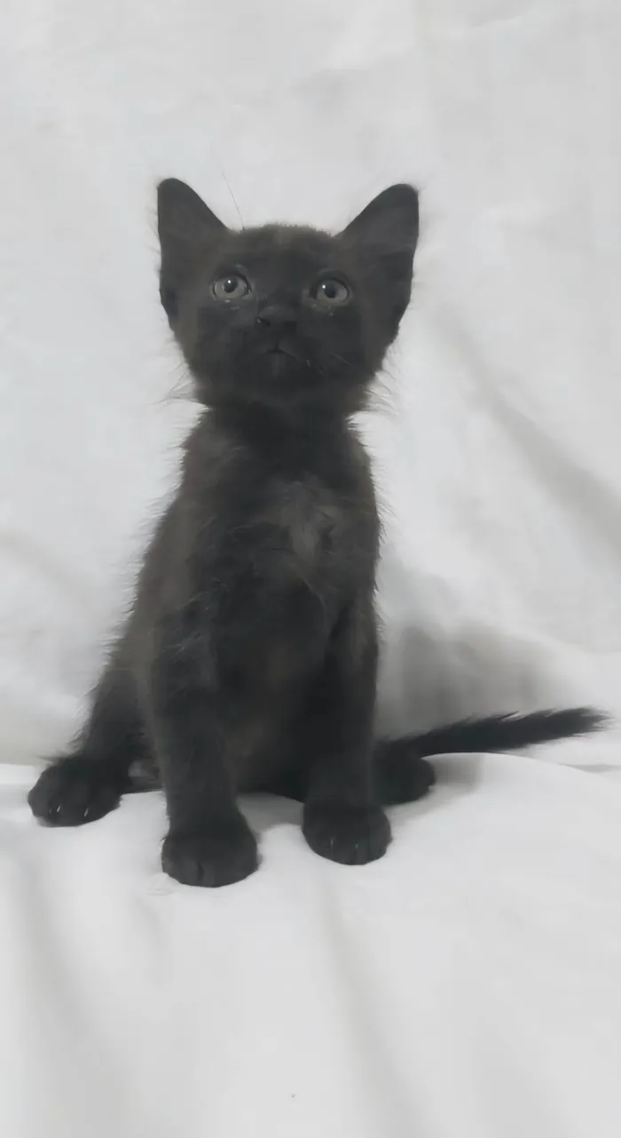 Gato ra a SRD-ViraLata idade Abaixo de 2 meses nome Zayn