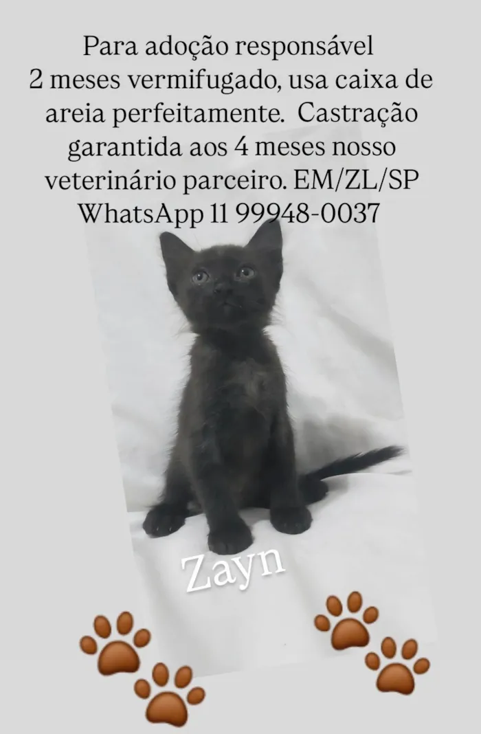 Gato ra a SRD-ViraLata idade Abaixo de 2 meses nome Zayn