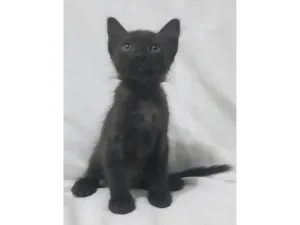 Gato raça SRD-ViraLata idade Abaixo de 2 meses nome Zayn