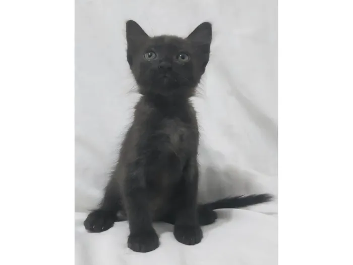 Gato ra a SRD-ViraLata idade Abaixo de 2 meses nome Zayn