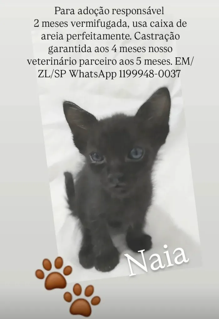 Gato ra a SRD-ViraLata idade Abaixo de 2 meses nome Naia