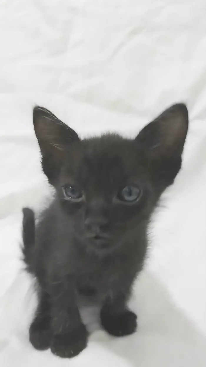 Gato ra a SRD-ViraLata idade Abaixo de 2 meses nome Naia