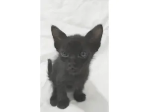 Gato raça SRD-ViraLata idade Abaixo de 2 meses nome Naia