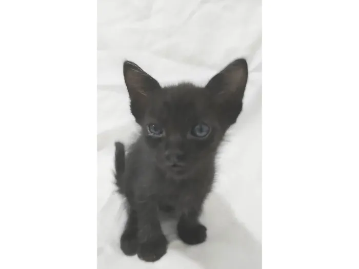 Gato ra a SRD-ViraLata idade Abaixo de 2 meses nome Naia