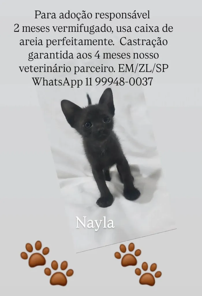Gato ra a SRD-ViraLata idade Abaixo de 2 meses nome Nayla