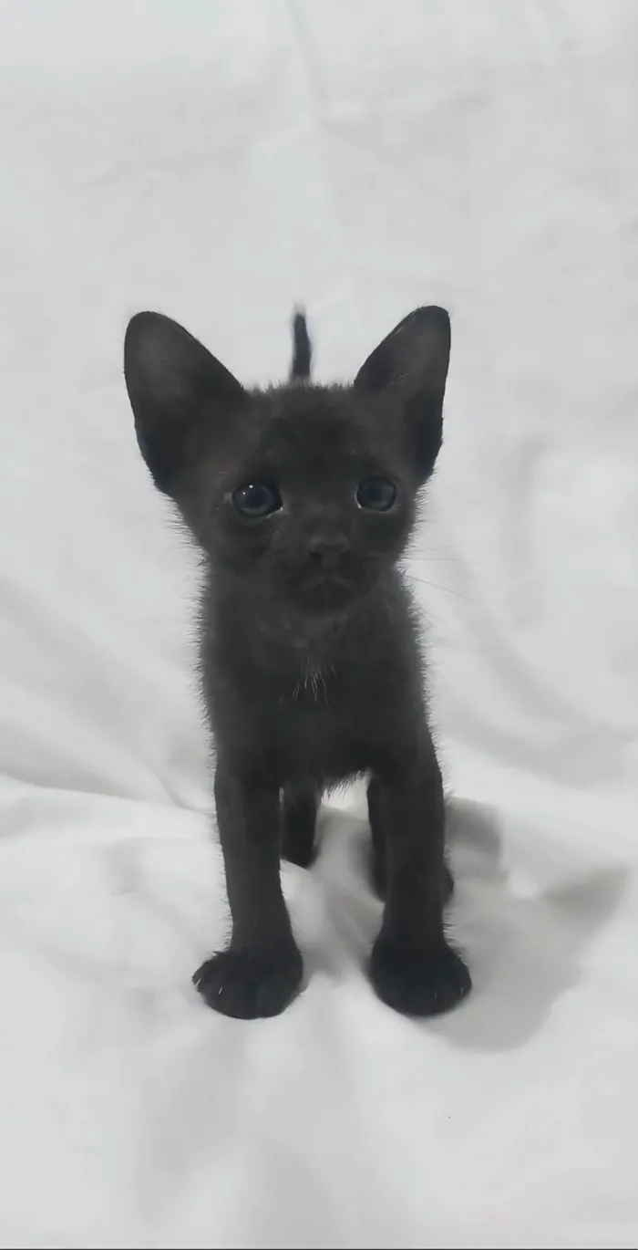 Gato ra a SRD-ViraLata idade Abaixo de 2 meses nome Nayla