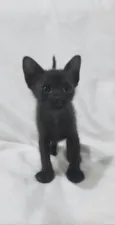 Nayla