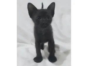 Gato raça SRD-ViraLata idade Abaixo de 2 meses nome Nayla