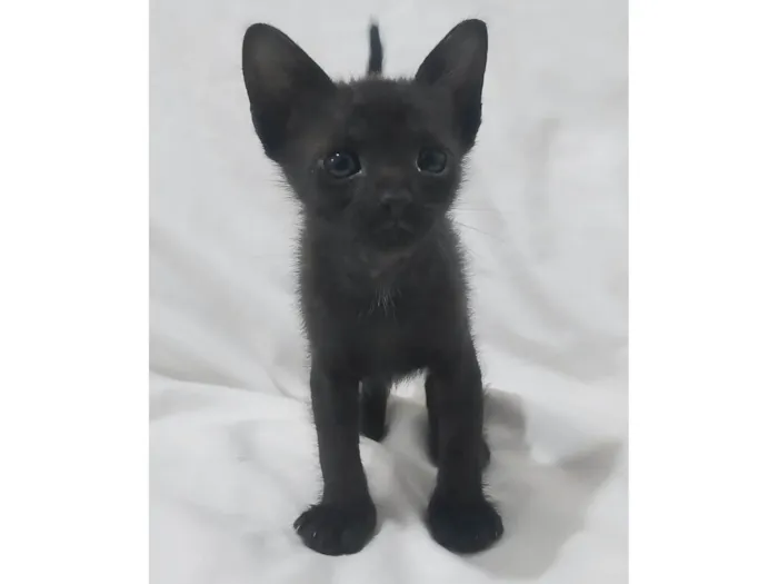 Gato ra a SRD-ViraLata idade Abaixo de 2 meses nome Nayla