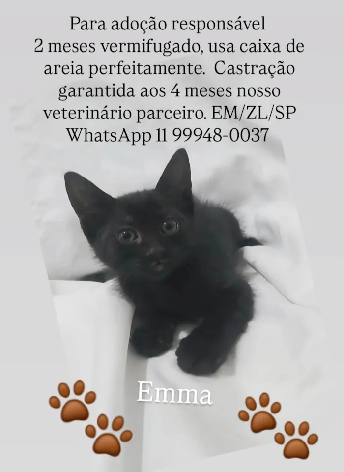 Gato ra a SRD-ViraLata idade Abaixo de 2 meses nome Emma