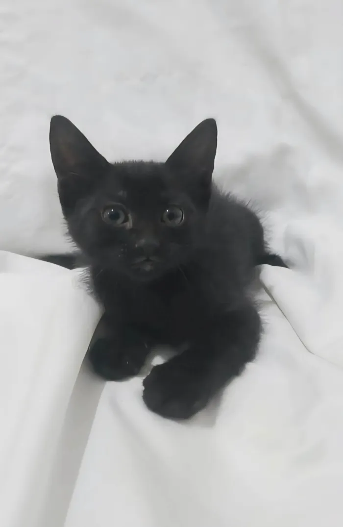 Gato ra a SRD-ViraLata idade Abaixo de 2 meses nome Emma