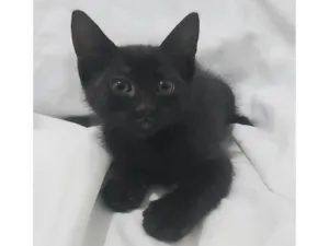 Gato raça SRD-ViraLata idade Abaixo de 2 meses nome Emma