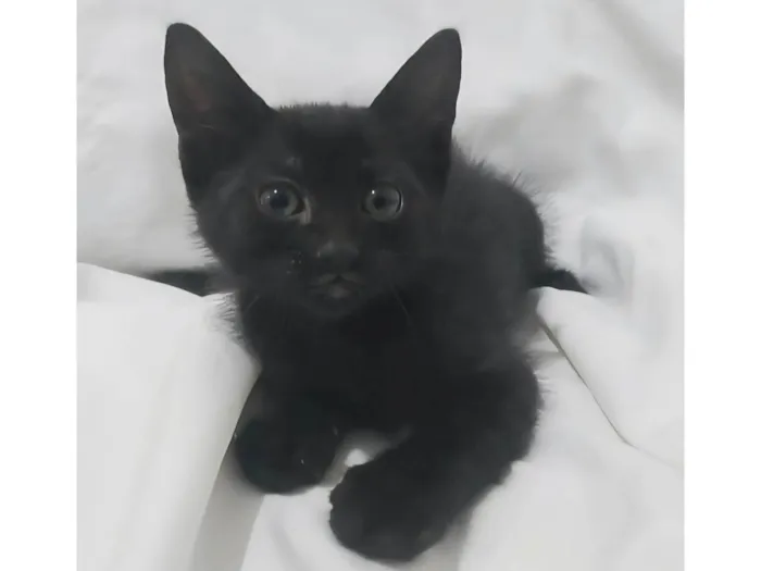 Gato ra a SRD-ViraLata idade Abaixo de 2 meses nome Emma